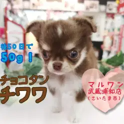 【 チョコタン チワワ 】生後50日で450g！！手のひらサイズのアイドル！！ ペットショップマルワン武蔵浦和店（ さいたま市 ）子犬情報！ No.412720