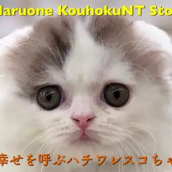 【 スコティッシュ・フォールド 】真ん丸おめめにノックアウト！幸せを呼ぶハチワレスコちゃん NO.311814