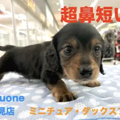 【 ミニチュア・ダックスフント 】マズル超短め！！多頭飼いを考えている方必見ののんびり系男子登場！！ペットショップマルワン鶴見店（ 横浜市鶴見区 ）子犬情報！No．713591