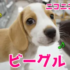 【 JKCチャンピオン 直仔 レモンビーグル 】何でも楽しみに変えちゃう天才!良血統で天真爛漫なニコニコボーイ♪ ペットショップ マルワン大倉山店（ 横浜市港北区 ・新横浜近郊 ） 子犬情報！No.6130735