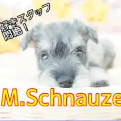 【 ミニチュア・シュナウザー 】優しい瞳と穏やかな性格!美しいソルト＆ペッパーの毛色は必見!!No.6130739