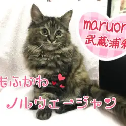 【 ノルウェージャン フォレストキャット 】抱っこや爪切りはお手のもの!エレガントなもふもふレディ!! ペットショップ マルワン武蔵浦和店(さいたま市) 子猫情報!No.412689