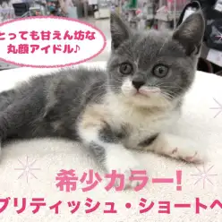 【 ブリティッシュショートヘア 】超希少カラー!全てがまん丸の甘えん坊ガール♪ペットショップ マルワン高井戸店(杉並区) 子猫情報!No.130058