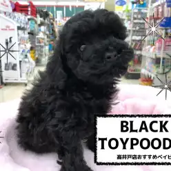 【 トイ・プードル ブラック 】見つめずにはいられない?!癒し顔プリンス♡綺麗なブラックカラーは必見です!NO.130064