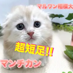 【 ウルトラ短足 マンチカン 】文句なしのスーパー美形！究極の丸顔男子はこの秋最大の出会いです！ ペットショップ マルワン相模大塚店（ 神奈川県大和市 ） オススメ子猫情報！No.814480