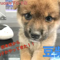 【 豆柴 】極小手のひらサイズの憧れの和犬！このチャンスは誰の手に！？ No.116279