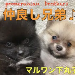 【 ポメラニアン 】スタッフの興奮が止まらない！あのふわもこが兄弟揃って登場です♡No.116282＆No.116283