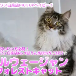 【 ノルウェージャン・フォレスト・キャット 】猫を飼いたい方必見！マルワン白楽店No.1甘えん坊BOYをご紹介☆:ペットショップマルワン白楽店（横浜市）子猫情報！No.11560