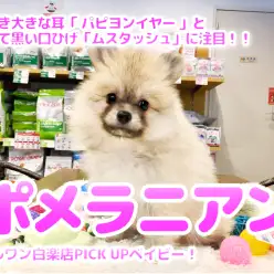 【 ムスタッシュポメラニアン 】美しき大きな耳「 パピヨンイヤー 」と丸くて黒い口ひげ「ムスタッシュ」に注目！！ ペットショップ マルワン白楽店（ 横浜市 ） 子犬情報！No.11582