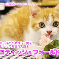 【 スコティッシュ・フォールド 】レッドタビーのイケメンにゃんこ！性格はとっても甘えん坊！No.11588