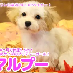 【 マルプー（MIX） 】超可愛い！人・犬・猫のフレンドトレーニング取得済の優秀犬に成長！白楽店No.11578