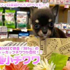 【 極小チワワ 】生後50日で体重『381g』のティーカップチワワが登場！！爆速ファーストインプレ！！ ペットショップ マルワン白楽店（横浜市） 子犬情報！ No.11586