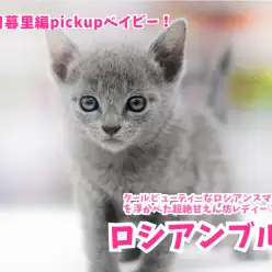 【 ロシアンブルー 】クールビューティーなロシアンスマイルを浮かべた超絶甘えん坊レディー♡No.014230