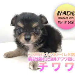【 ロングコート チワワ 】入店初日にしておトイレ8割成功！？順応性優れた優秀チワワ君に密着☆ ペットショップ マルワン本羽田店 ( 東京都大田区 )子犬情報！No.512557