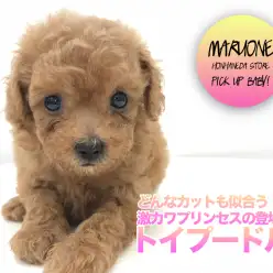 【 トイ・プードル 】どんなカットも似合う！？激カワプリンセスの登場☆ ペットショップ マルワン本羽田店 ( 東京都大田区 )子犬情報！No.512559