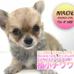【 極小チワワ 】9/13現在「432g」の天使！気になる1日を、たくさんの写真とともにどどーんと大公開！！最上級の癒しをお届け致します♡ ペットショップマルワン本羽田店 ( 東京都大田区 ）子犬情報！NO.512558