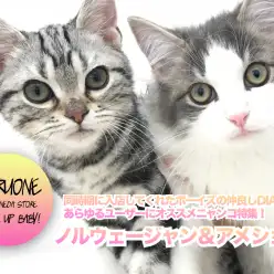 【 ノルウェージャン ＆ アメショ 】同時期に入店してくれたボーイズの仲良しDIARY★あらゆるユーザーにオススメニャンコ特集！ ペットショップ マルワン本羽田店（東京都大田区）子猫情報NO.512544＆512546