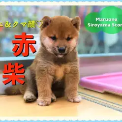 【 くま顔 ミニ柴犬 】日々疲れている人必見！小さめボディーの癒しショット満載！NO.118276