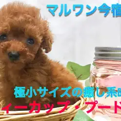 【 ティーカップ・プードル 】生後55日で338gの驚異の極小サイズ!マズル短め癒し系BOY!母性をくすぐるフォトショット満載です♡今宿店NO.120132