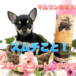 【 チワワ・スムースコート 】ちっちゃな頃からお勉強？生後52日で体重578g!ドワーフ体型、たまご肌のスムチくん♪ ペットショップ マルワン相模大塚店（ 神奈川県大和市 ）｜子犬情報No.814479