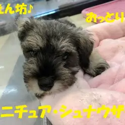 【 ミニチュアシュナウザー 】チャームポイントはおひげだけじゃない!被毛の美しさにも大注目です!No.119128