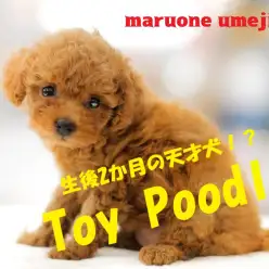 【 小さめトイ・プードル 】これぞ究極系!?最高の美をもつトイプードルが登場!No.119127