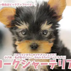 【 ヨークシャーテリア 】ハロウィンカラーのイケメンフェイス！小さめ・毛が抜けにくい・ウルトラライトペットライフ！梅島店No.119129