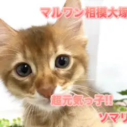 【 ソマリ 】元気一杯のソマリくんの魅力をご紹介♡ウットリしてるお顔が可愛すぎる♪相模大塚店No.814484