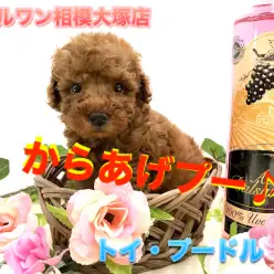 【 小さめ トイ・プードル 】将来はタイニーサイズ！この秋は濃厚レッドのトイプーくんとお月見はいかが？：ペットショップマルワン相模大塚店（神奈川県大和市）｜子犬情報No.814478