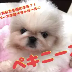 【 希少！ペキニーズ 】きっとあなたも虜になる？！マイペースな鼻ぺちゃガール登場♡NO.130062