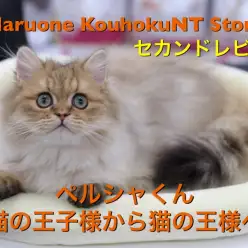 【 ペルシャ 】心も体もゴージャスに！王子様から王様に変身中のセカンドレビュー！ 港北NT店NO.311799