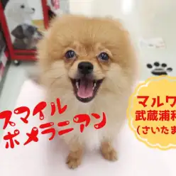 【 ポメラニアン 】成犬時予想体重2.5kgのスマイルポメくん!武蔵浦和店No.412716