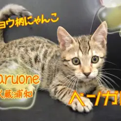 【 ベンガル 】ヒョウ柄ネコ！！ワイルドな見た目でもとっても甘えん坊！・ブラウンスポテッドタビー・通信簿・抱っこ好き 武蔵浦和店No.412724