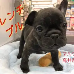 【 フレンチブルドッグ 】美しいブリンドルカラーの鼻ぺちゃ王子がやってきた！高井戸店NO.130068
