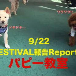 【9.22大倉山店フェスレポート其の3】アニコム損保&マルワンコラボパピー教室開催報告！