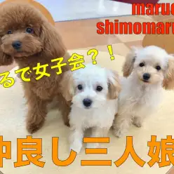 【トイプードル/トイプードル/マルプー】まるで姉妹のように仲良しなキラキラ女子3人組の女子会を覗いちゃいました！下丸子店No.116244＆116267＆116269