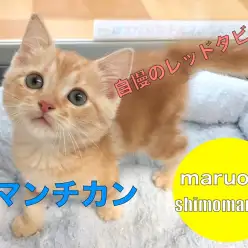 【 マンチカン 】温もりある毛色で癒やし度120％！抱っこで気持ちいいぬくぬくにゃんこ！下丸子店No.116286