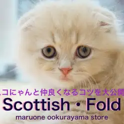 【 スコティッシュ・フォールド 】デカ目効果のホワイトラインの持ち主！垂れ耳・長毛・クリームタビー 大倉山店No.6130744