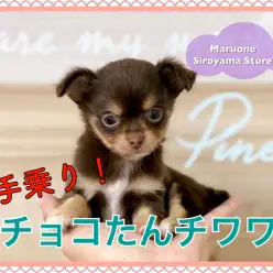 【 チョコタン ミニチワワ 】驚愕のおっとりさん！？美しいアップルヘッドは必見です！ペッツワン城山店NO.118281