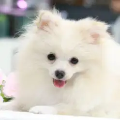 【 白ポメラニアン 】猿期終了でスーパーボリューミーに変身!トリプルAの美しい白ポメのご紹介!梅島店No.119107