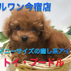 【 小さめ トイ・プードル 】生後55日で573g!タイニーサイズ・マズル短め・ドワーフ体型のおっとりガール♪今宿店NO.120133