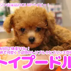 【 トイ・プードル 】生後65日で体重513g！小さめ・可愛い・従順のトリプルワンダフルなプリンス登場！白楽店No.11589