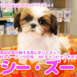 【 シーズー 】真っ赤な紅葉が映える美しきシーズー！社会化トレーニング優秀・JKCチャンピオン犬直子！ 白楽店No.11583