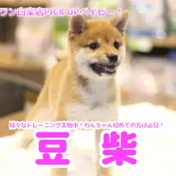 【 豆柴 】初めてワンちゃんを飼う方でも安心！パピートレーニングを学び中のスペシャルベイビーに成長！白楽店No.11587