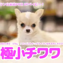 【 極小チワワ 】生後50日で体重『376g』！コンパクトドッグライフに憧れる方にオススメ！・クリーム系・綺麗なブレーズ・ 白楽店No.11593