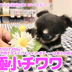 【 極小チワワ 】生後55日で450g！たぬき顔でずんぐりむっくりボディーは希少の極み！ 白楽店No.11590