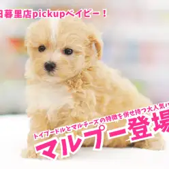 【 マルプー（MIX）】トイプードルとマルチーズの特徴を併せ持つ大人気ハーフ犬！アプリコット・ドワーフ系 東日暮里店No.014232