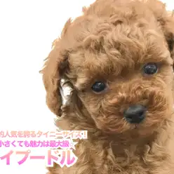 【 トイ・プードル 】驚異的人気を誇るタイニーサイズ！体は小さくても魅力は最大級 本羽田店No.512565
