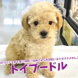 【 トイプードル 】小顔のプリンスが千葉に降臨!初めての方から多頭飼いの方までオススメのわんこ!鎌ヶ谷店No.117172