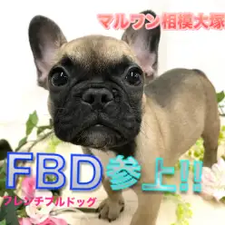 【 フレンチブルドッグ 】希少種・ペチャ顔・簡単お手入れ!究極の鼻ぺちゃアイドル登場！ 相模大塚店No.814489